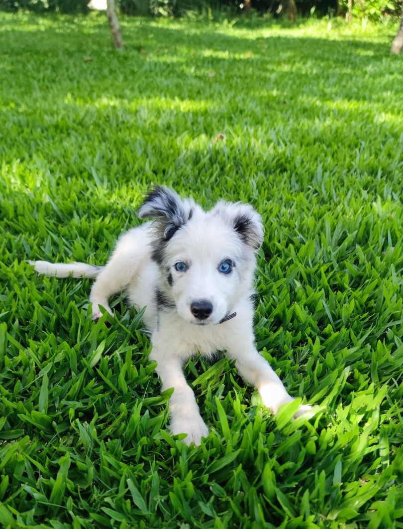 Border Collie Blue Merle fêmea (olhos azuis)