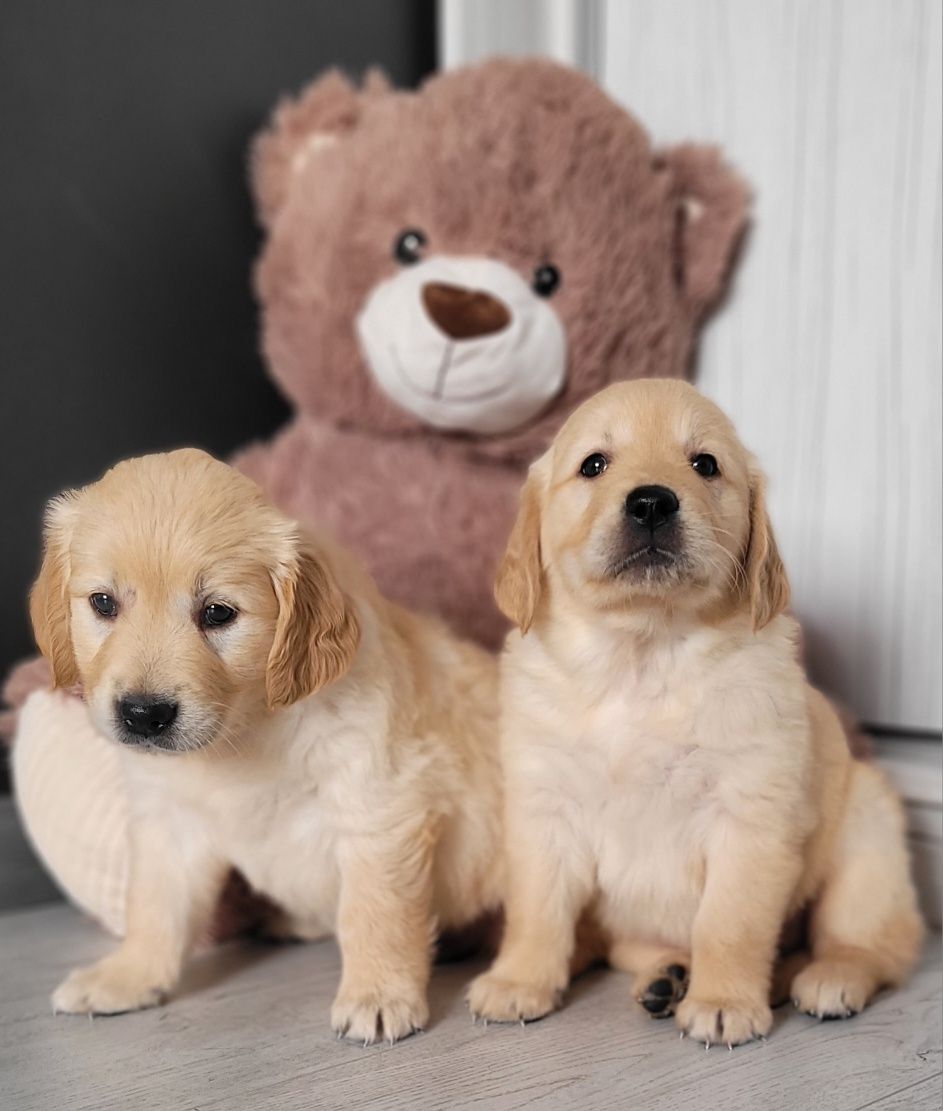 Golden Retriever Super Maluszek