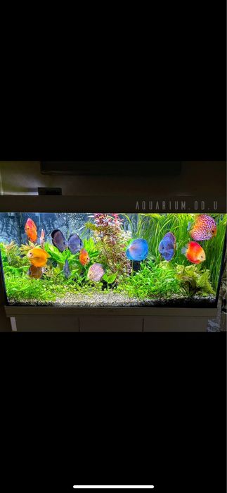 Установка,обслуживание,чистка аквариумов любой сложности)