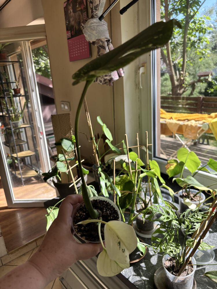 Monstera Deliciosa Mint cztero listna