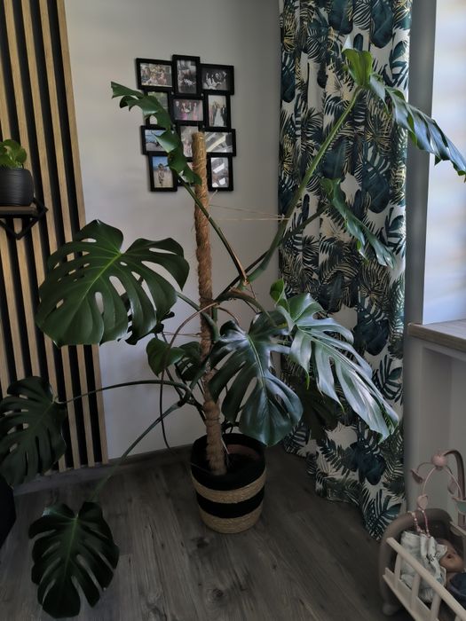 Monstera big form