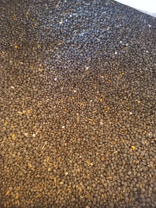 Sprzedam łubin słodki