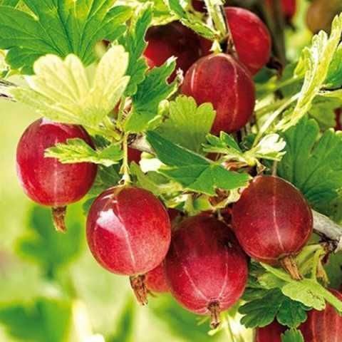 Саджанці аґрусу різних сортів/Саженцы крыжовника/Агрус на штамбі