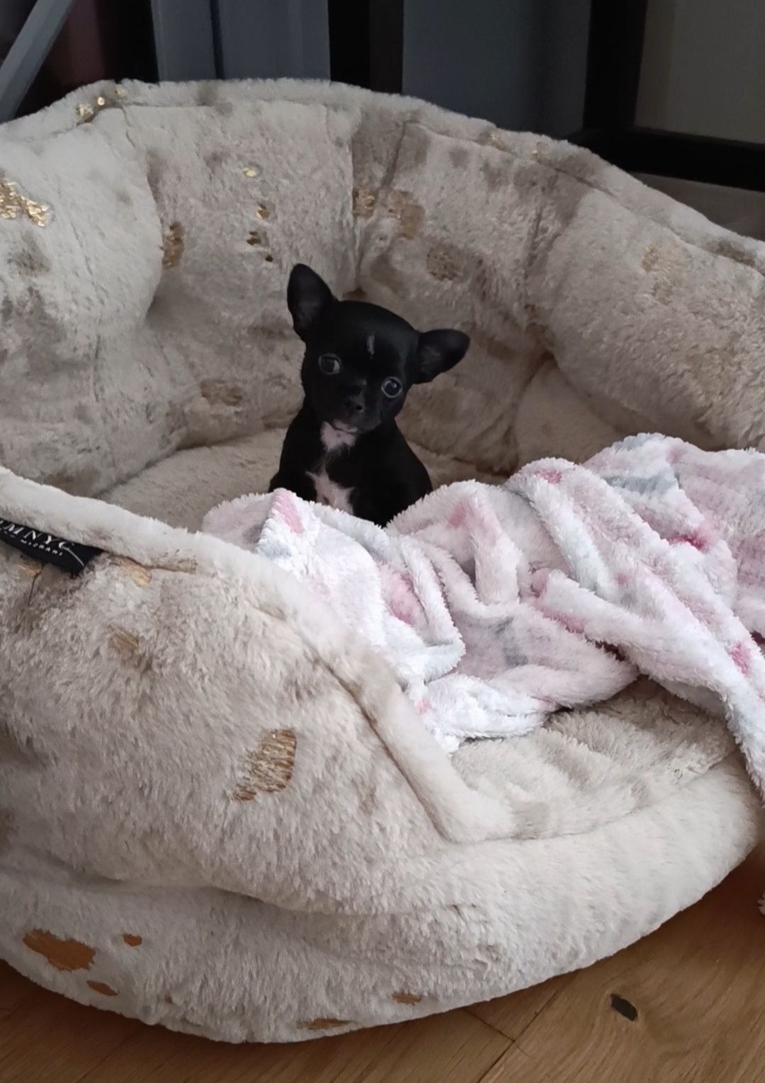 Chihuahua  czarny