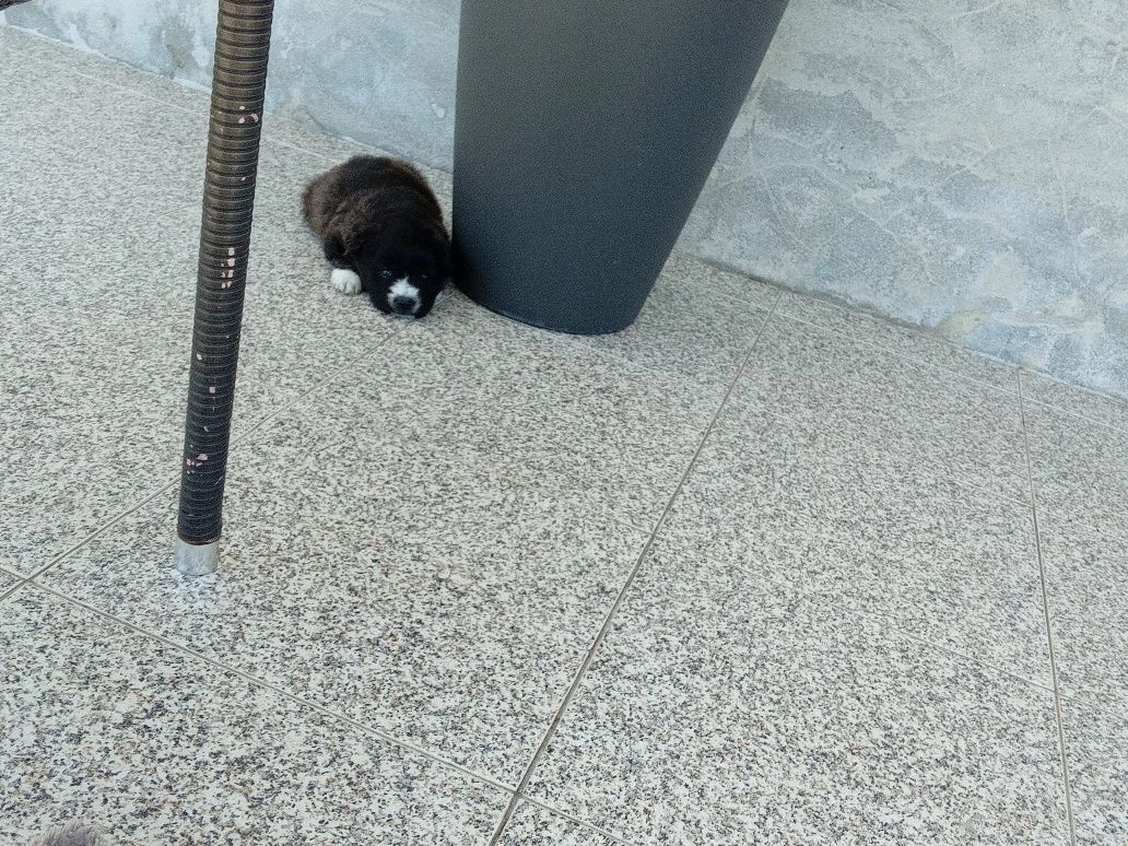 Cãozinho para adoção