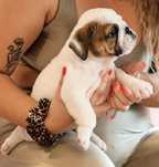 Bulldog Ingles c/Lop