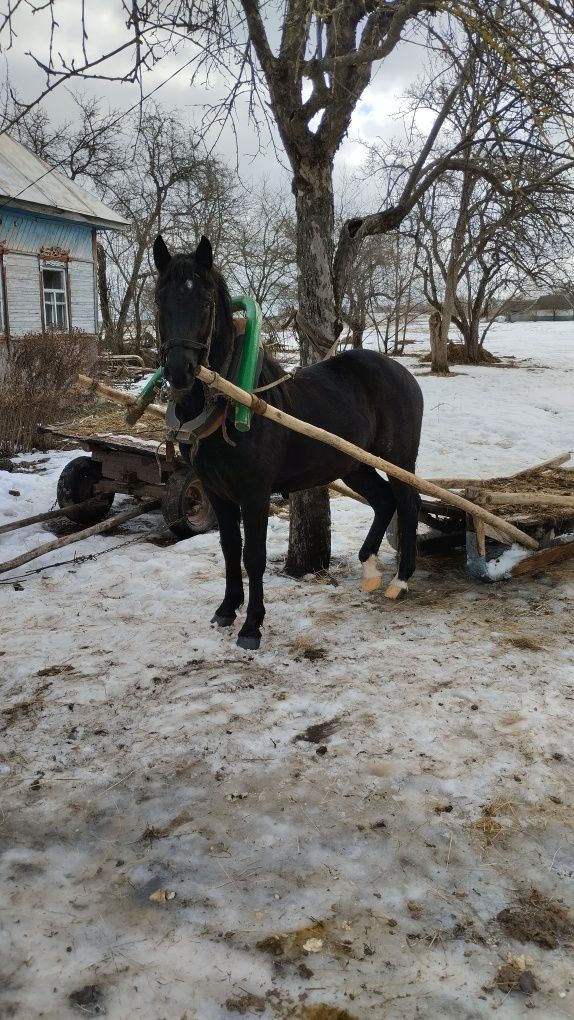 Продам жеребца молодого.