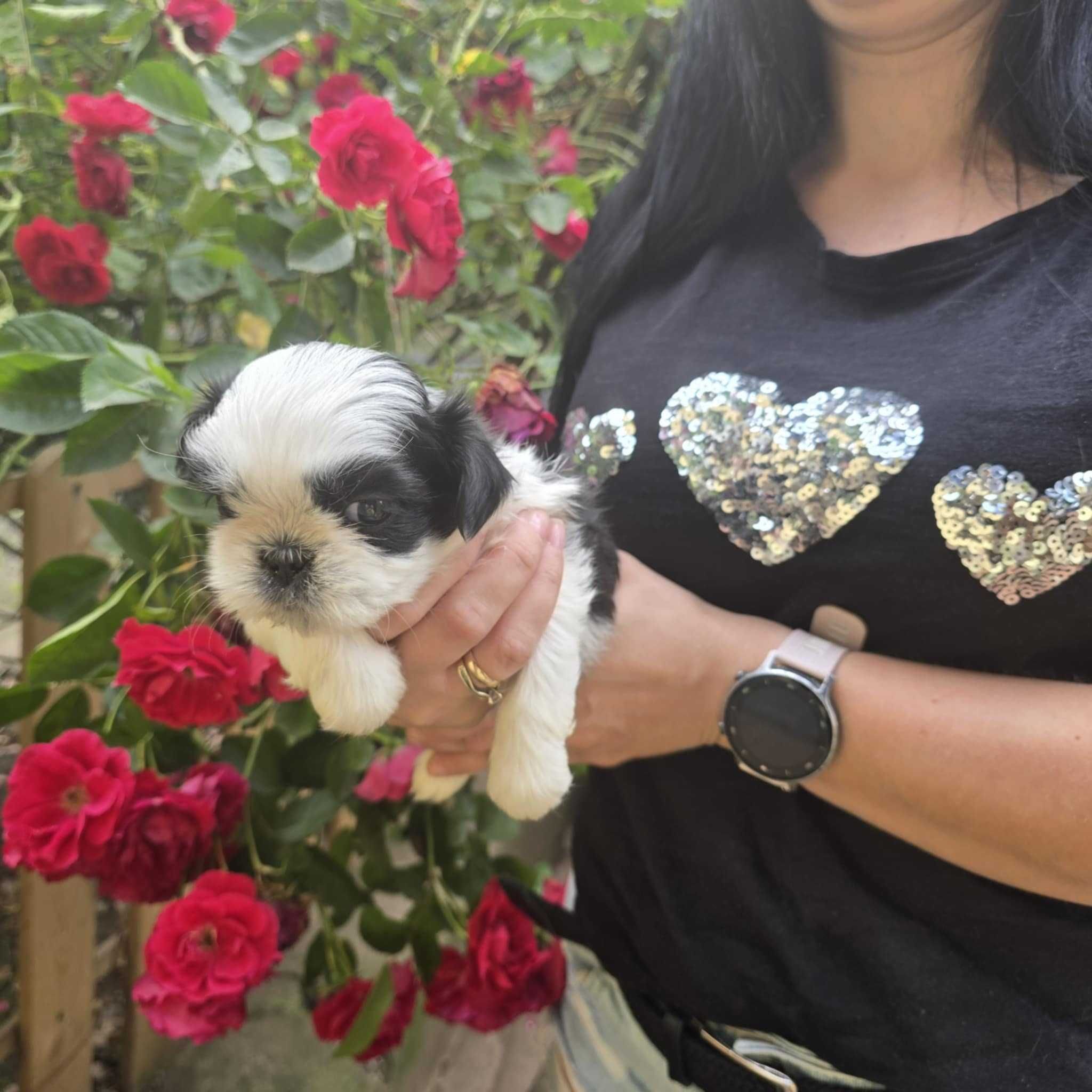 Shih tzu samczyk