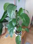 Philodendron pinatum variegata