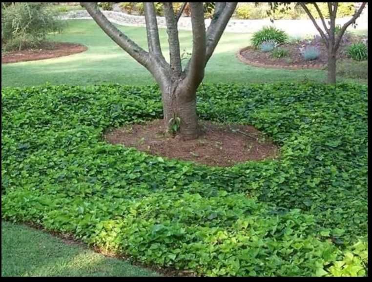 BLUSZCZ POSPOLITY SADZONKI 50 cm 2 sztuki za 1 zł na ŻYWOPŁOT ściany