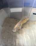 Peixe oscar adulto