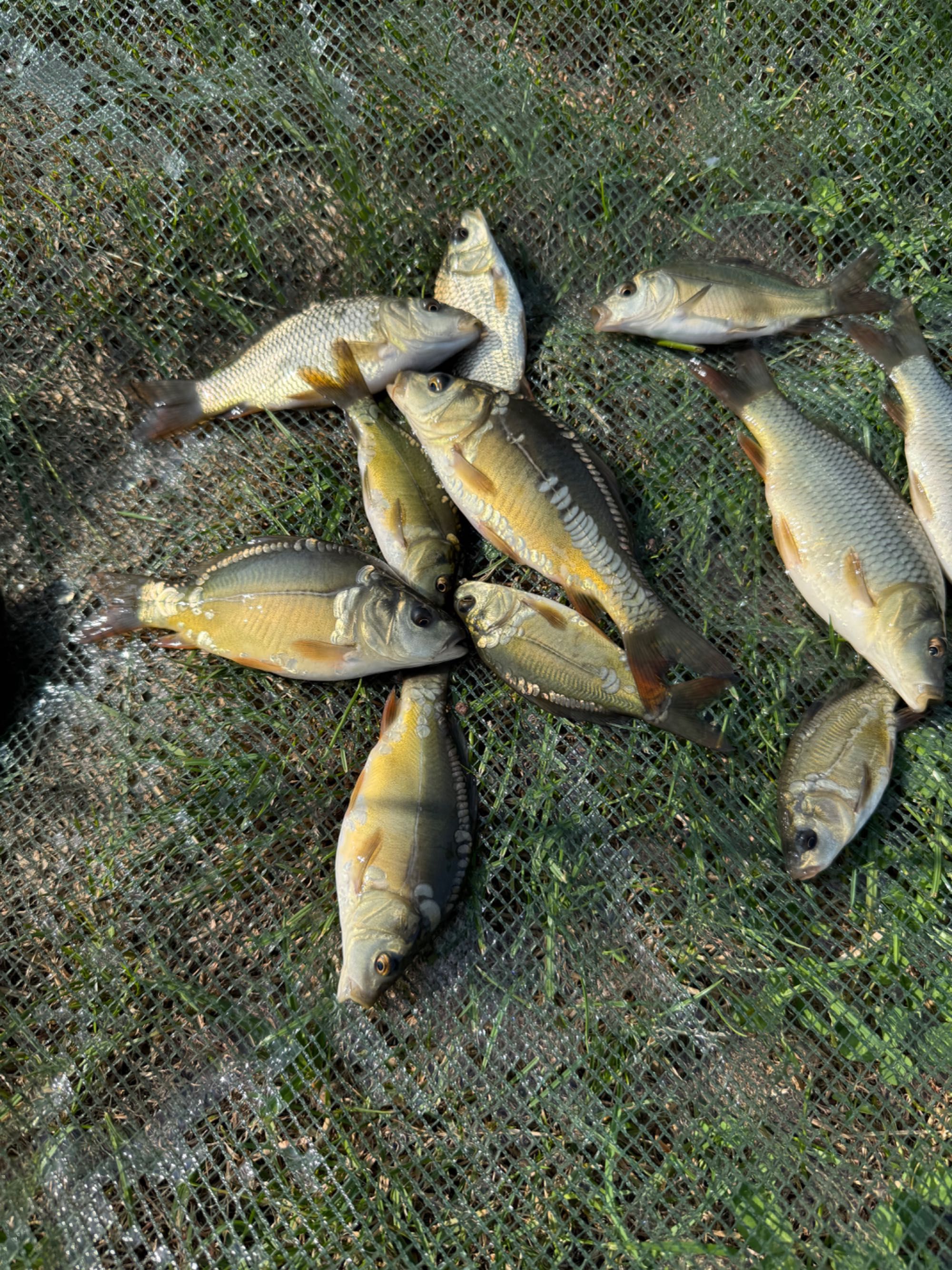 Narybek Karp królewski pelnoluski golec 7cm-25cm