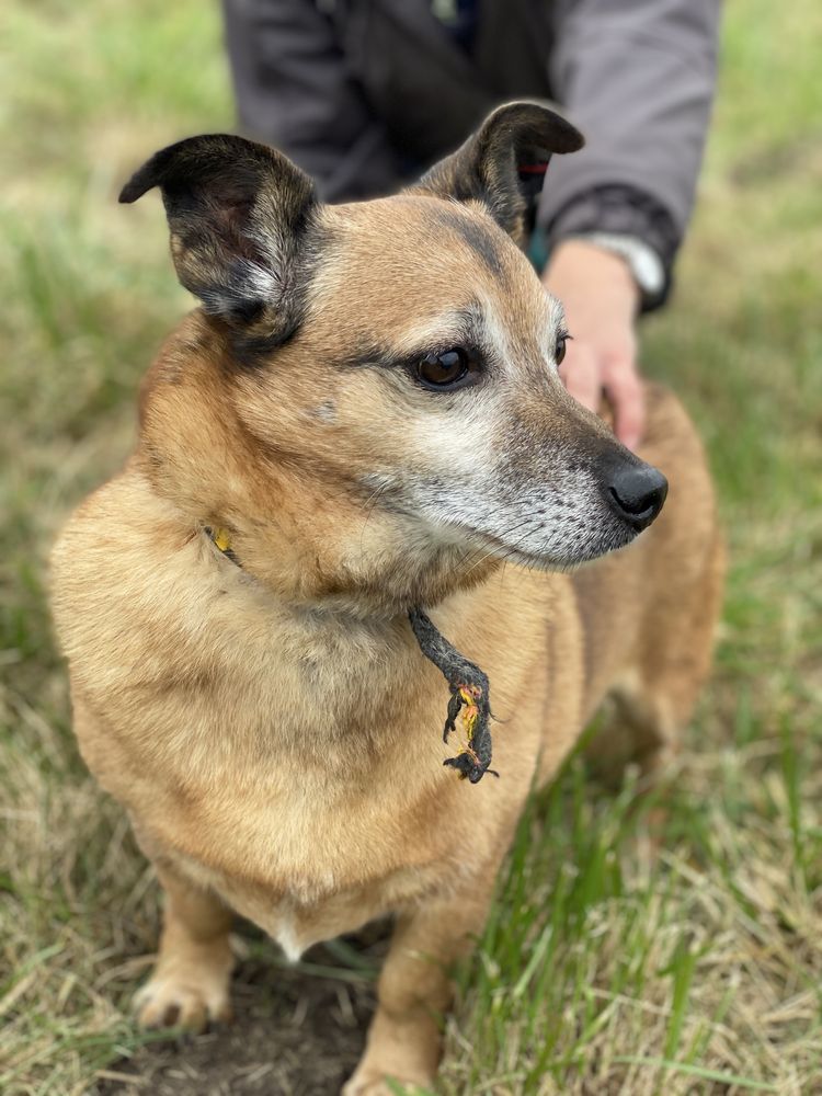Gapcio - uroczy kundelek do adopcji