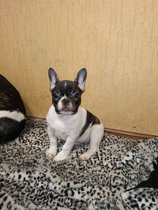 Вязка. Случка. Французский бульдог