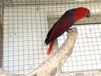 Eclectus Roratos Fêmea