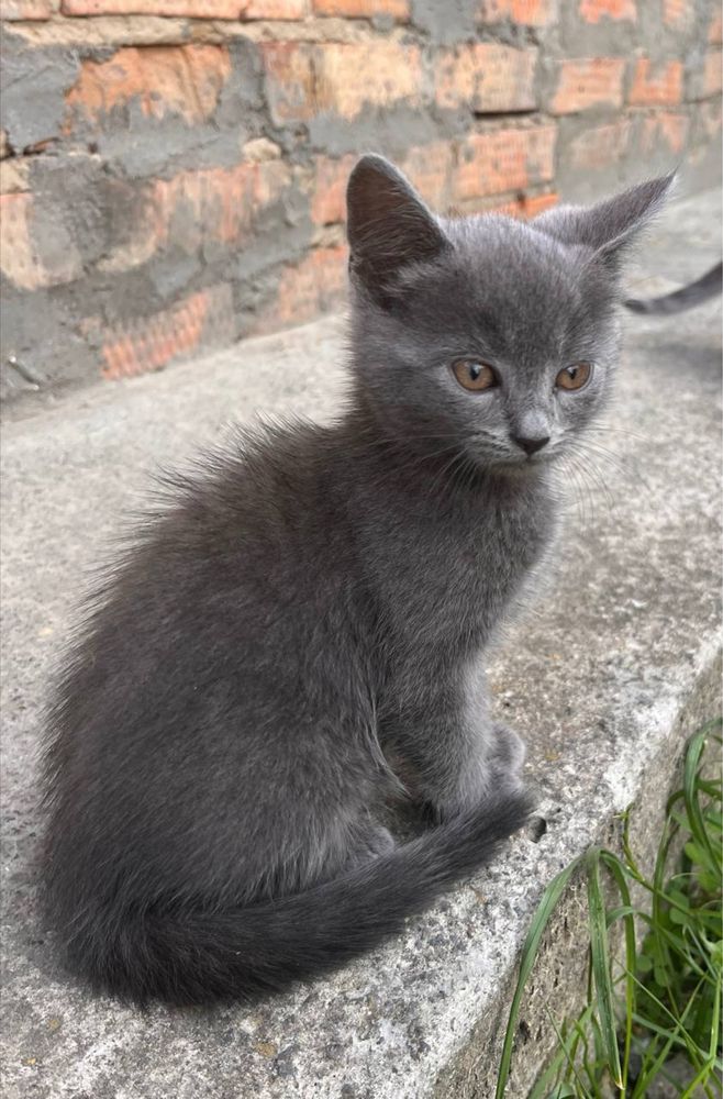 Кошеннята шукають дім