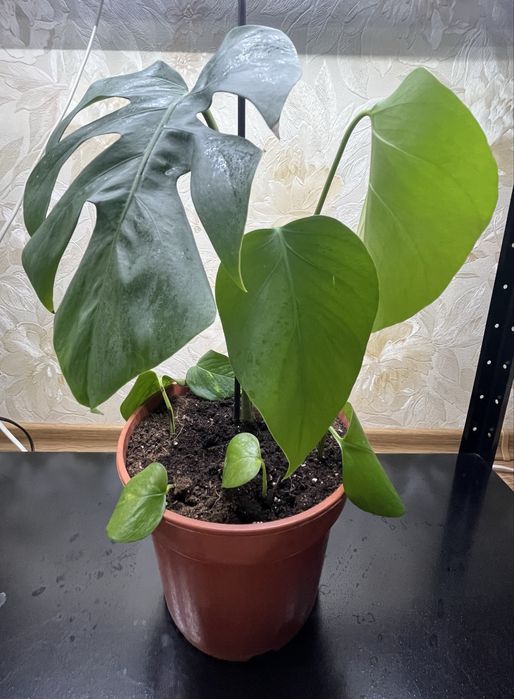 Монстера делікатесна