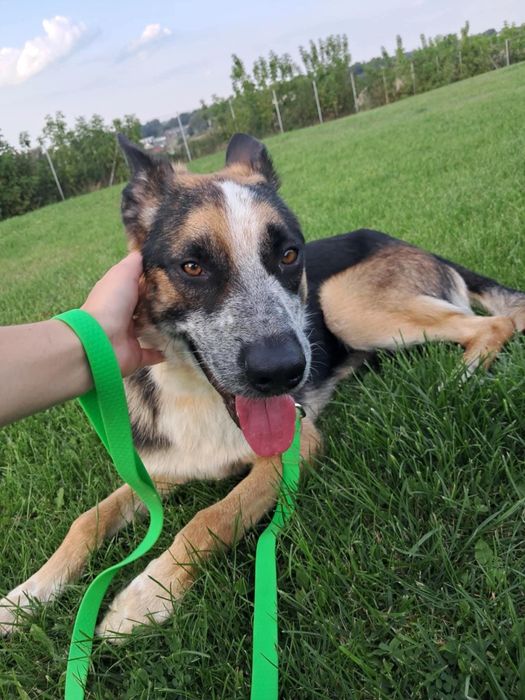 Imbirek czeka na domek