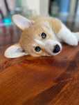 Welsh Corgi Pembroke