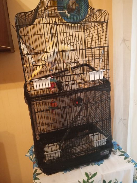 Sprzedam papugi nimfy z jlatka