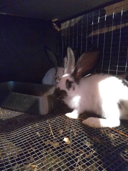 Кролі Строкач, Шиншила