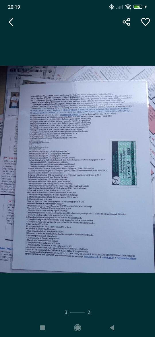 Samiec Kulbacki gołąb pocztowy