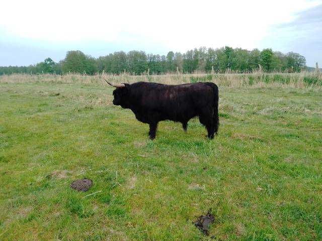 Byki bydło szkockie highland cattle
