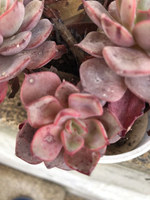 Suculentas lovely rose