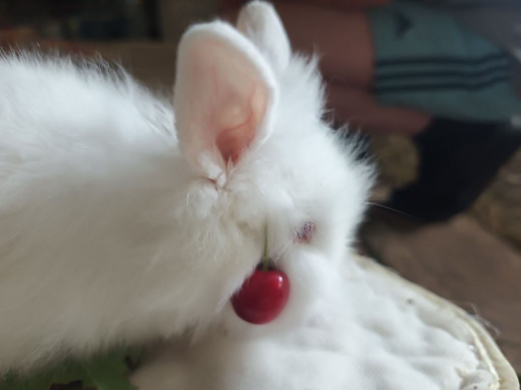 Miniatury króliczków angor,Karzełek Teddy