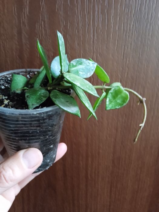 Хойя лакуноза ескімо сплеш