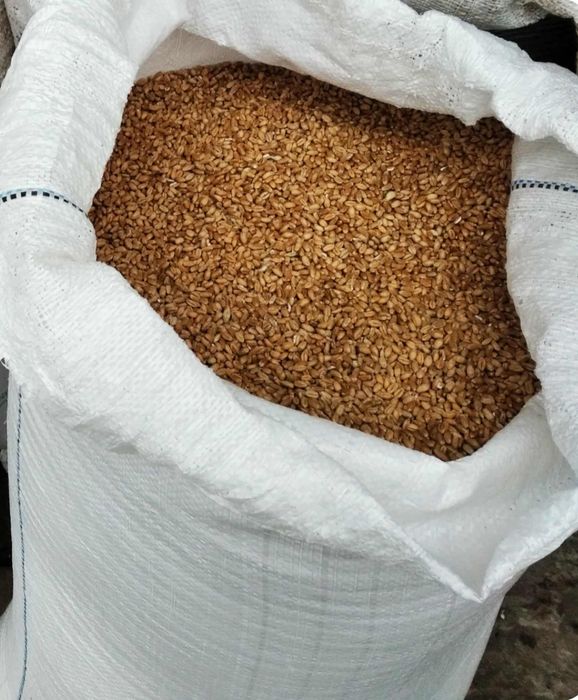 Продається пшениця