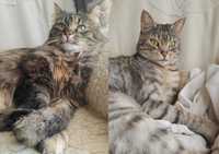 Koci dwupak do Adopcji kotki dorosłe wykastrowane Matylda i Franciszka