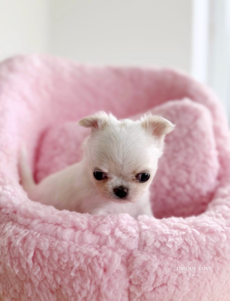 Mini Baby Doll dziewczynka Chihuahua ZKwP FCI