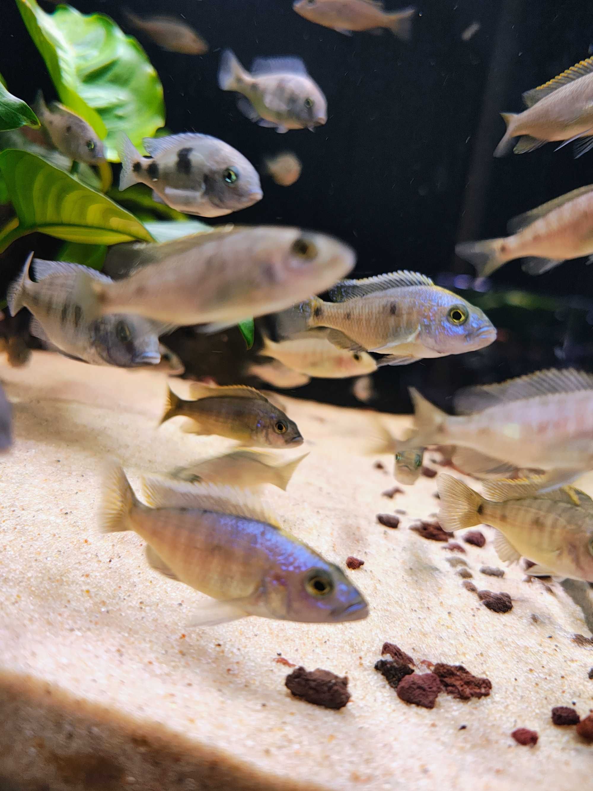 Sciaenochromis Fryeri Pyszczak lazurowy