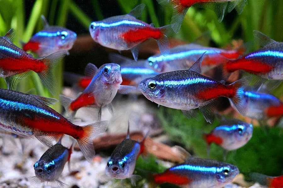 Tetra Neon (Paracheirodon Innesi)