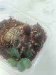 Ptasznik acanthoscurria geniculata