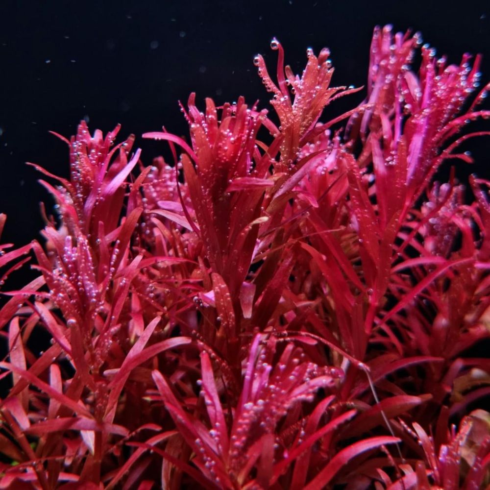 Plantas de Aquário Facil