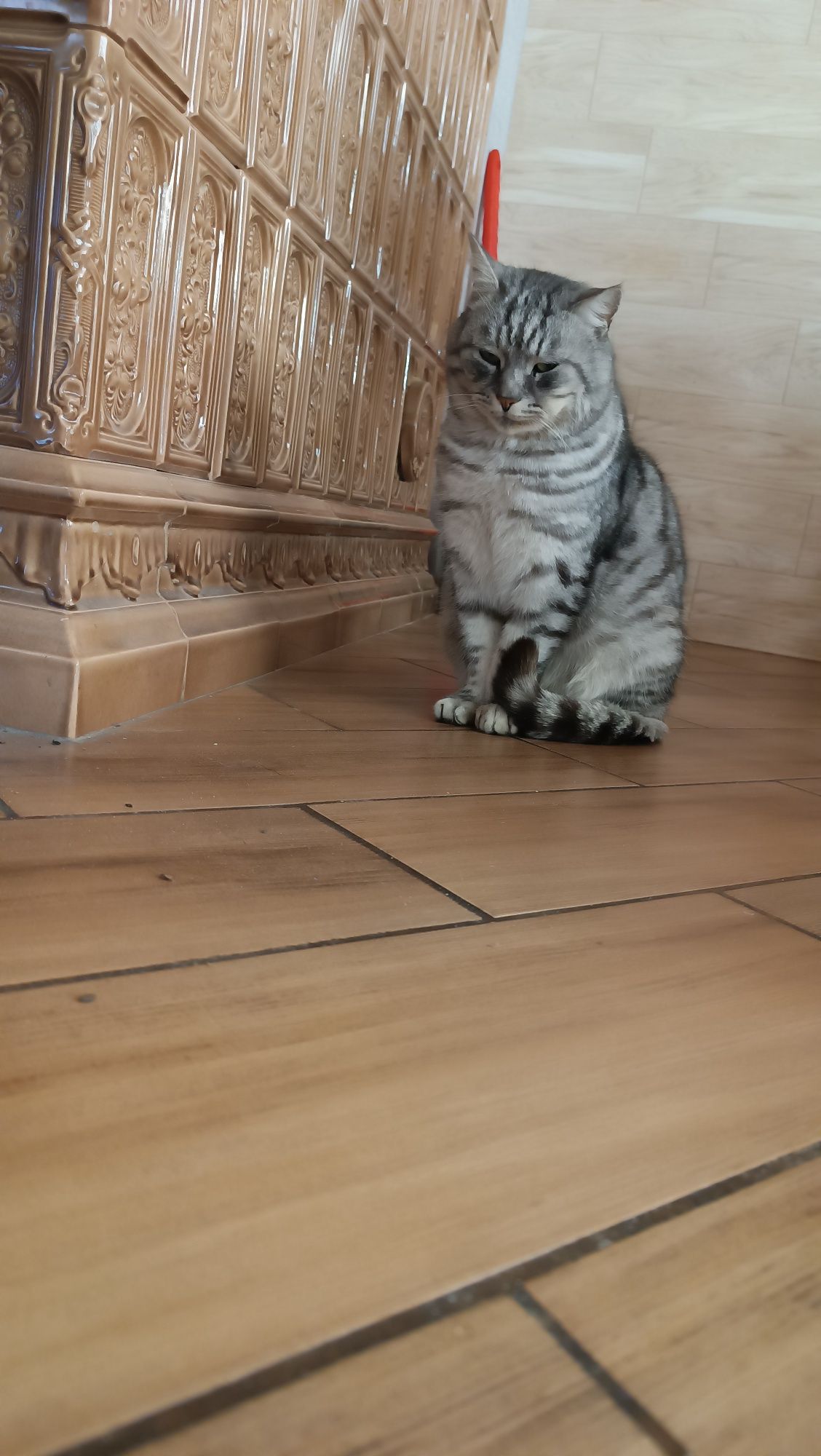 Кіт, котик безкоштовно