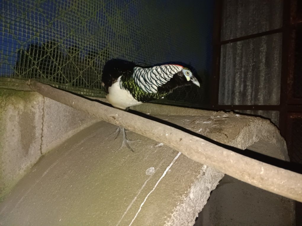 Aves do campo domesticas