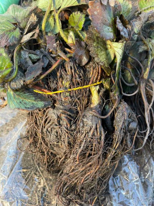 Саджанці Полуниці Розсада Малини Плодові дерева Саженцы Клубники