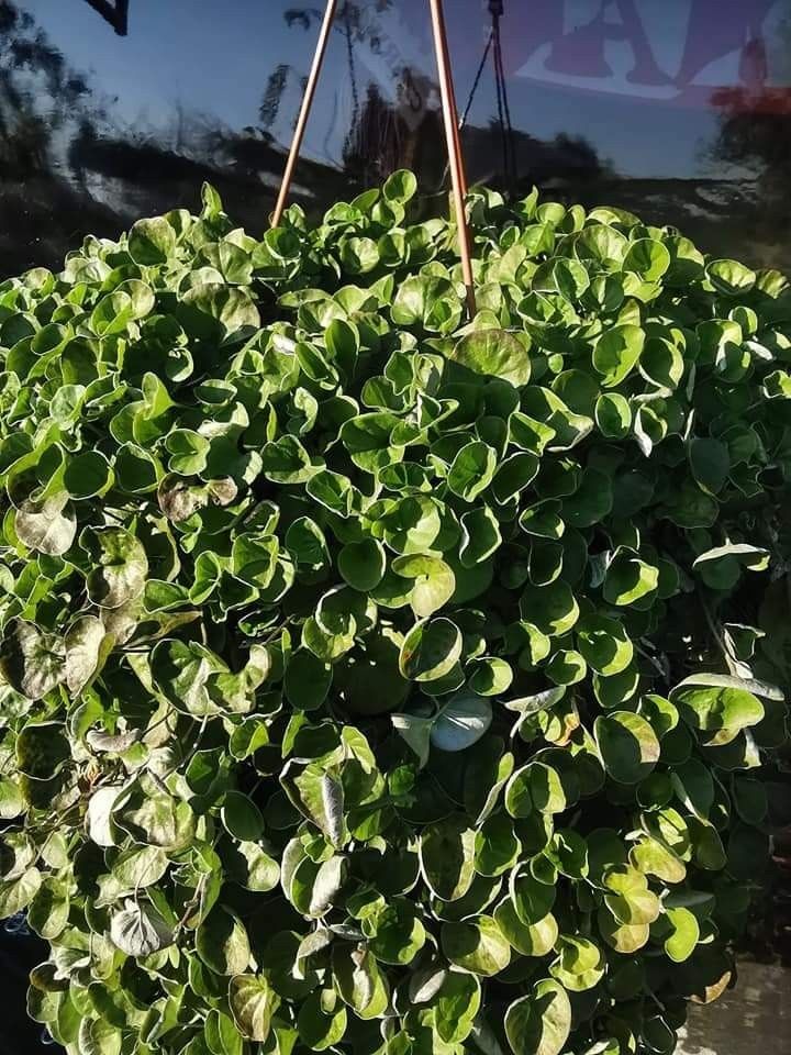 Dichondra zielona 20nasion