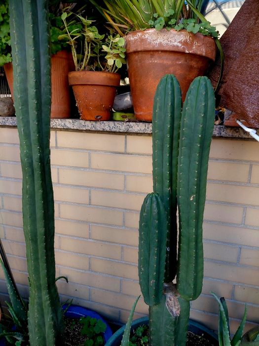 Catus S.Pedro. Vendo