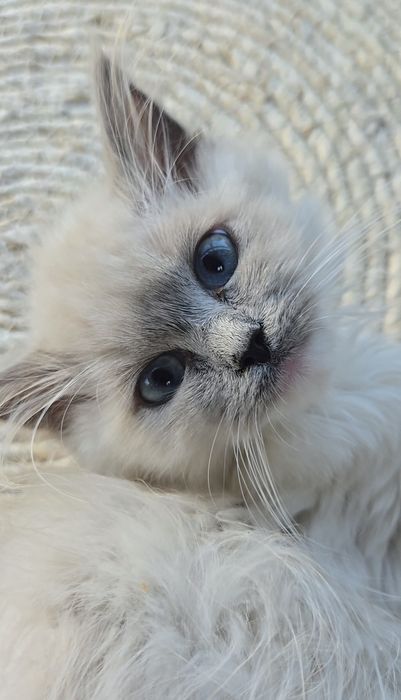 Kocurek Ragdoll Julek Na Kujawach*PLL