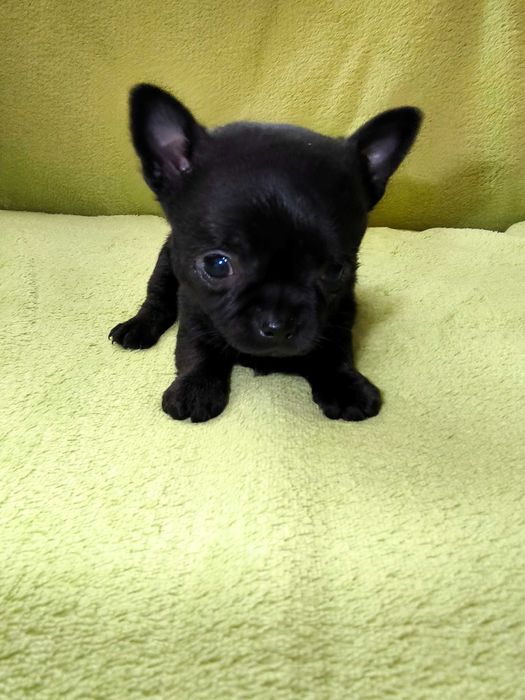 Chihuahua piesek gotowy do odbioru