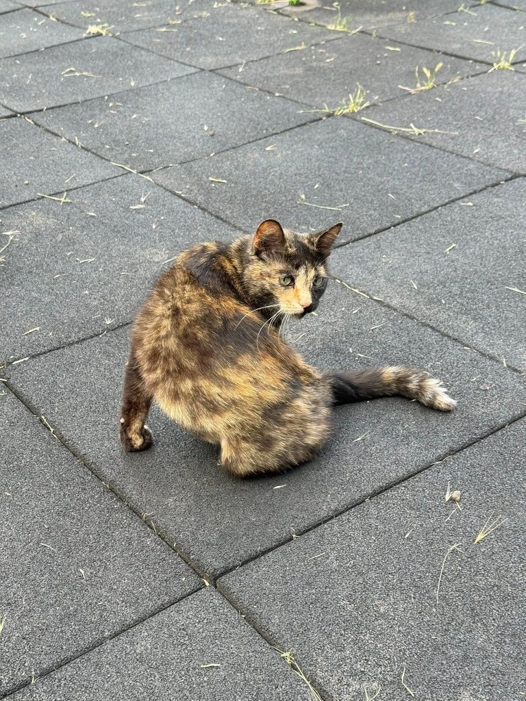 Кошечка ищет дом