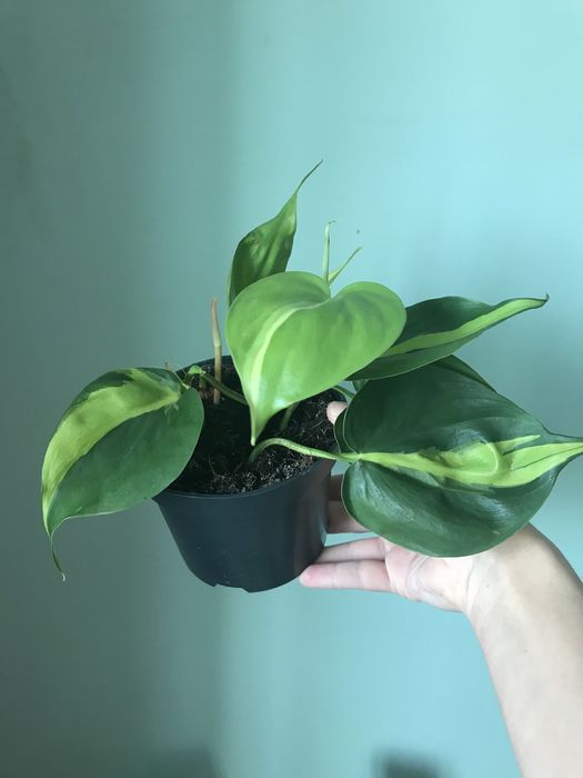 Филодендрон Бразил