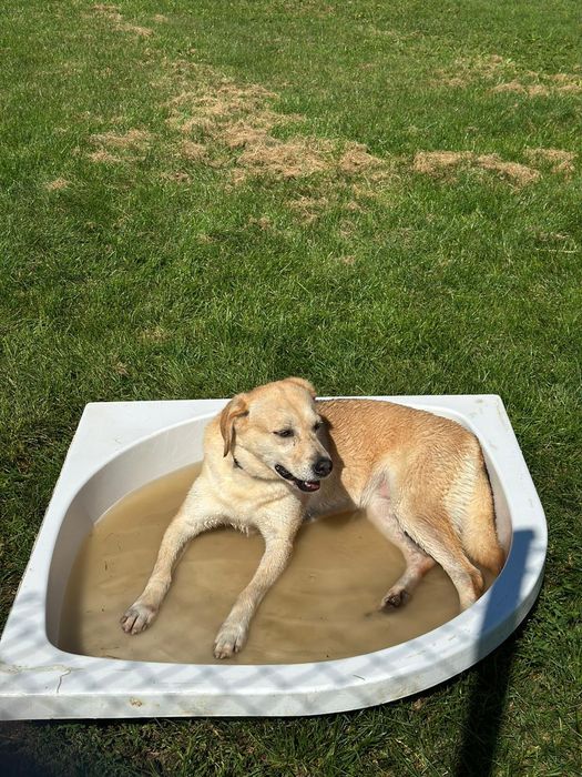 Cynia w typie Labradora do adopcji!