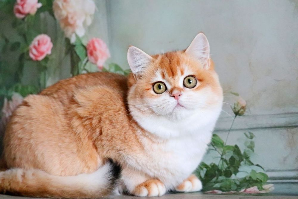 Паула золотая британская девочка