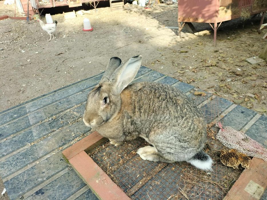 Króliki Olbrzymy belgijskie