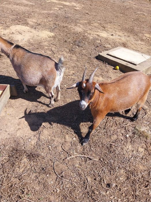 cabras anãs felizes